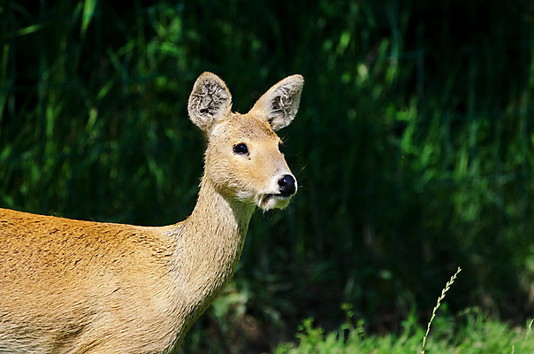 포토 JPG 해외이미지 동물 호수 야생동물 포유류 자연 사슴 동물원 사람없음 물 중국 숲 송곳니 해외202004 해외포토 자연요소 아시아 치아 생태계 파일형식 이미지허브