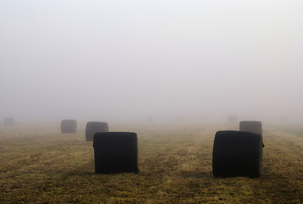 포토 JPG 해외이미지 농업 아침 사람없음 농작물 안개 네덜란드 해외202004 해외포토 주간 유럽 산업 날씨 파일형식 이미지허브