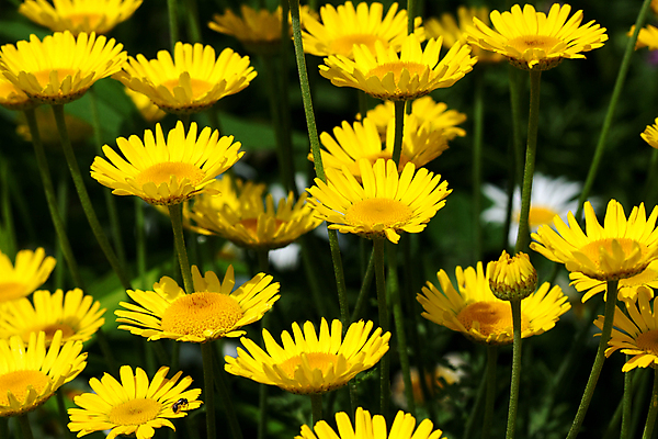 포토 JPG 해외이미지 식물 계절 꽃잎 꽃 실루엣 잎 꽃무늬 밭 자연 추상 프레임 사람없음 장식 초록색 여름 컬러풀 노란색 정원 봄 성장 벚꽃 흰색 신선 오브젝트 데이지 내추럴 해외202004 해외포토 컬러 무늬 농업 촬영기법 생태계 파일형식 이미지허브