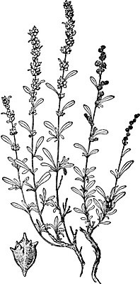 EPS 해외이미지 식물 선 일러스트 미술 검은색 수확 흰색 그림 소금 판화 세이지 해외202004 해외일러스트 컬러 농업 문화예술 파일형식 벡터 이미지허브