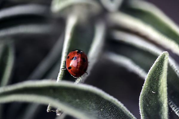포토 JPG 해외이미지 식물 동물 계절 음식 곤충 날개 자연 날씨 사람없음 초록색 여름 컬러풀 힘 봄 활발 다양 에너지 성장 시골 업무 벌레 보호 생명공학 수분 원예 사냥 꽃가루 벌집 기후변화 땅바닥 몬스터 신앙심 해외202004 해외포토 컬러 다수 컨셉 의학 바닥 취미 작업 변화 가루 생태계 파일형식 이미지허브