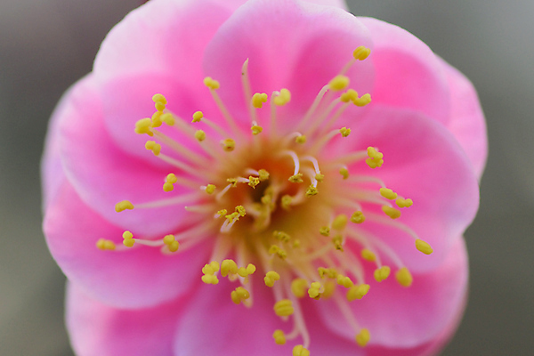 포토 JPG 해외이미지 나무 식물 계절 꽃잎 꽃 아시아 분홍색 백그라운드 꽃무늬 자연 사람없음 정원 일본 봄 성장 벚꽃 흰색 나뭇가지 신선 개화 체리 도쿄 질감 보케 자연백그라운드 꽃수술 화창 해외202004 해외포토 나라 컬러 무늬 과일 날씨 생태계 파일형식 이미지허브