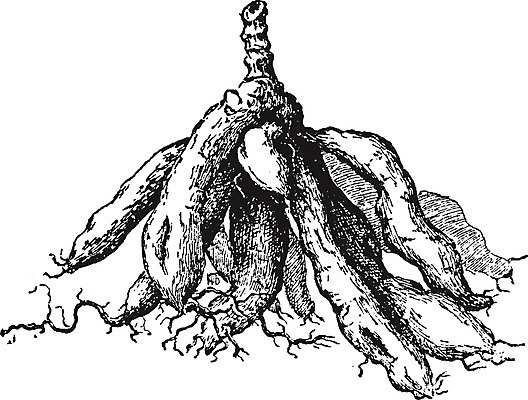 EPS 해외이미지 선 일러스트 미술 정원 검은색 수확 흰색 달리아 그림 뿌리 판화 해외202004 해외일러스트 꽃 컬러 농업 문화예술 파일형식 벡터 이미지허브