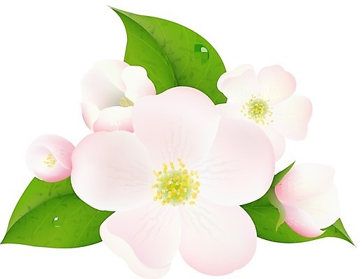 EPS 해외이미지 나무 식물 꽃잎 꽃 음식 분홍색 백그라운드 잎 꽃무늬 과일 일러스트 자연 실내 건강 장식 초록색 맑음 봄 성장 벚꽃 흰색 물방울 나뭇가지 신선 개화 닫기 사과 과수원 묘사 오브젝트 원예 내추럴 고립 꽃수술 해외202004 해외일러스트 계절 컬러 무늬 농업 모션 날씨 취미 내부 생태계 파일형식 벡터 이미지허브