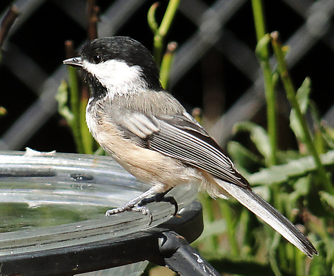 포토 JPG 해외이미지 야생동물 날개 노래 자연 조류 사람없음 물 검은색 흰색 작음 깃털 해외202004 해외포토 자연요소 동물 음악 컬러 크기 생태계 파일형식 이미지허브