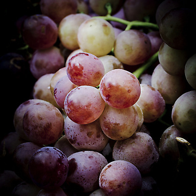 포토 JPG 해외이미지 식물 계절 열매 음식 백그라운드 잎 농업 과일 재료 자연 포도 디저트 건강 사람없음 빨간색 초록색 와인 보라색 식사 주스 젖음 수확 가을 흰색 나뭇가지 신선 그룹 달콤 맛 떨어짐 다발 유기농 포도나무 내추럴 고립 숙성 양조장 채식주의자 해외202004 해외포토 나무 웰빙 산업 음료 컬러 컨셉 주류 과일나무 생태계 채식 파일형식 이미지허브
