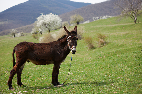 포토 JPG 해외이미지 동물 얼굴 포유류 풍경 사람없음 농장 갈색 봄 시골 당나귀 해외202004 해외포토 계절 컬러 농업 신체부위 말_동물 파일형식 이미지허브