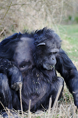 포토 JPG 해외이미지 동물 1 여유 야생동물 포유류 자연 생물 앉기 성인 사람없음 검은색 유머 고독 모피 먹기 배고픔 즐거움 싱글 멸종 유인원 침팬지 해외202004 해외포토 감정 컬러 모션 사람 생태계 파일형식 이미지허브