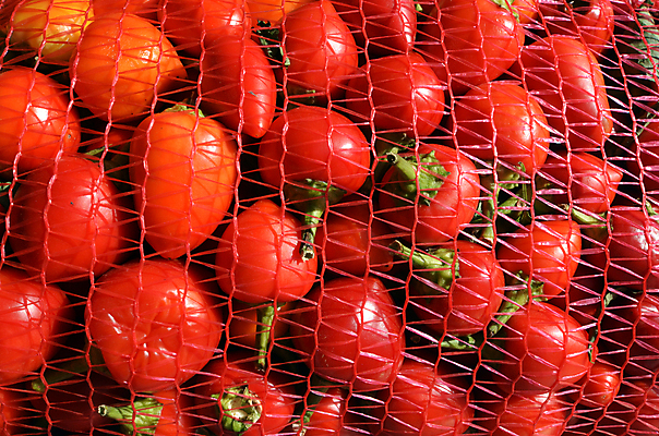 포토 JPG 해외이미지 음식 백그라운드 채소 파프리카 사람없음 초록색 신선 변화 시장 유기농 질감 건강식 채식주의자 수평선 카피스페이스 해외202004 해외포토 웰빙 컬러 컨셉 공백 채식 파일형식 이미지허브