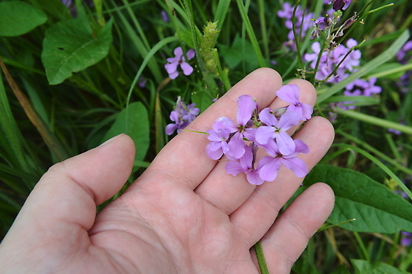 포토 JPG 해외이미지 식물 꽃잎 꽃 백그라운드 잎 꽃무늬 자연 조류 사람없음 장식 초록색 컬러풀 정원 벚꽃 숲 고립 파라다이스 해외202004 해외포토 동물 컬러 무늬 생태계 파일형식 이미지허브