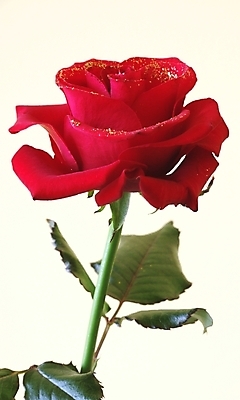 포토 JPG 해외이미지 꽃 발렌타인데이 선물 사랑 사람없음 빨간색 초록색 장미 황금 열정 해외202004 해외포토 식물 감정 컬러 데이이벤트 파일형식 이미지허브