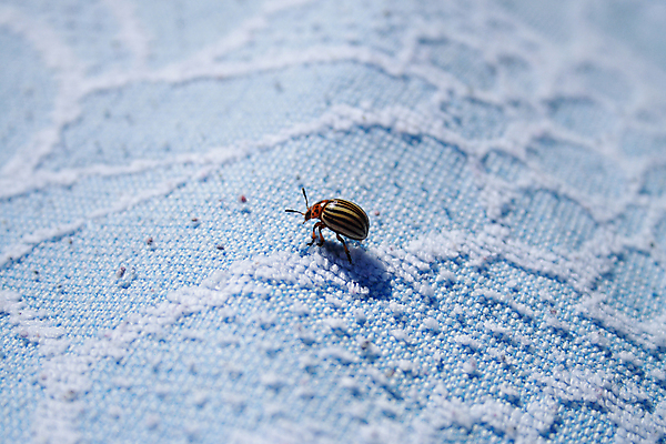 포토 JPG 해외이미지 곤충 감자 사람없음 파란색 태양 검은색 흰색 해충 작음 딱정벌레 해외202004 해외포토 자연요소 동물 컬러 채소 벌레 크기 파일형식 이미지허브