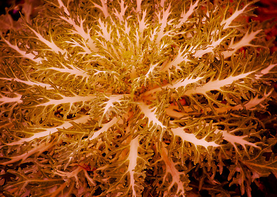 포토 JPG 해외이미지 모양 식물 디자인 계절 꽃 음식 백그라운드 잎 패턴 채소 자연 사람없음 야외 장식 초록색 정원 성장 가을 흰색 개화 질감 양배추 해외202004 해외포토 컬러 무늬 생태계 파일형식 이미지허브