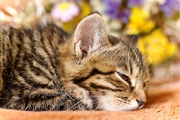 포토 JPG 해외이미지 동물 얼굴 백그라운드 포유류 휴식 친절 털 사람없음 반려동물 수건 고양이 줄무늬 잠 작음 모피 순수 낮잠 부드러움 얼룩무늬 솜털 거짓말 갈색배경 해외202004 해외포토 컨셉 무늬 신체부위 위생용품 갈색 감각 크기 파일형식 이미지허브