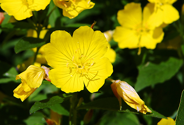 포토 JPG 해외이미지 식물 계절 공원 꽃잎 꽃 잎 꽃무늬 밭 자연 하늘 산 사람없음 야외 초록색 여름 노란색 정원 봄 벚꽃 시골 묘사 캘리포니아 남쪽 내추럴 고립 해외202004 해외포토 공공시설 컬러 무늬 농업 미국 방향 생태계 파일형식 이미지허브