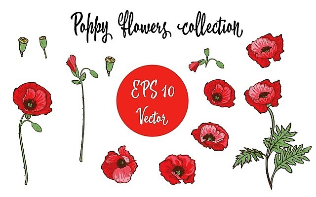 EPS 해외이미지 꽃 백그라운드 잎 꽃무늬 일러스트 수채화 사람없음 들꽃 양귀비 판화 해외202004 해외일러스트 식물 무늬 미술 파일형식 벡터 이미지허브