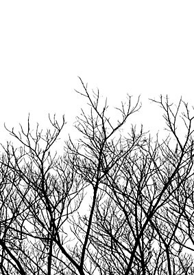 EPS 해외이미지 클립아트 모양 나무 식물 디자인 실루엣 줄기 일러스트 자연 흑백 그림자 미술 목재 그래픽 성장 나뭇가지 그리기 큼 만화 오브젝트 그림 서식 윤곽 내추럴 고립 해외202004 해외일러스트 재료 모션 문화예술 촬영기법 크기 생태계 파일형식 벡터 이미지허브