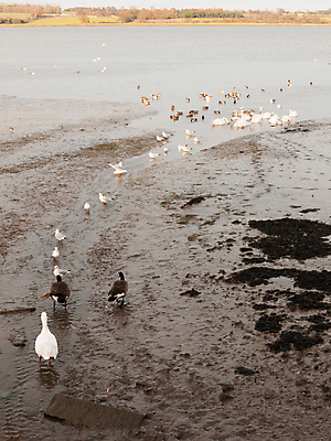 포토 JPG 해외이미지 동물 호수 야생동물 모래 파도 바다 여행 자연 조류 하늘 휴가 풍경 사람없음 야외 물 강 환경 흰색 개울 플랫 보호 습지 깃털 부리 진흙 서식지 내추럴 동물상 해일 해외202004 해외포토 자연요소 컬러 컨셉 조형물 자연재해 생태계 파일형식 이미지허브