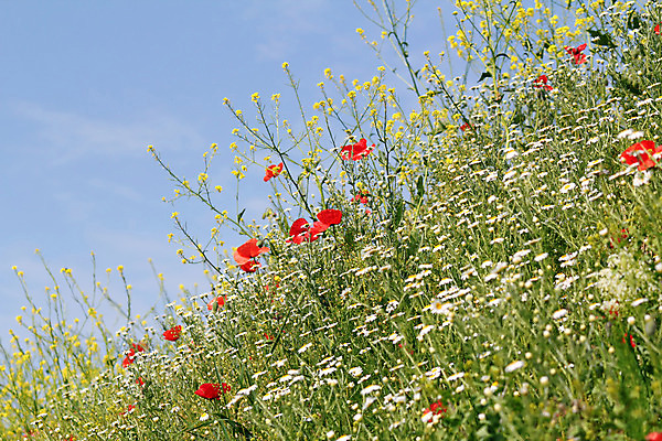 포토 JPG 해외이미지 식물 계절 꽃잎 꽃 꽃무늬 밭 자연 하늘 풍경 사람없음 야외 빨간색 초록색 여름 파란색 노란색 봄 벚꽃 흰색 허브 데이지 양귀비 캐모마일 해외202004 해외포토 컬러 무늬 농업 생태계 파일형식 이미지허브