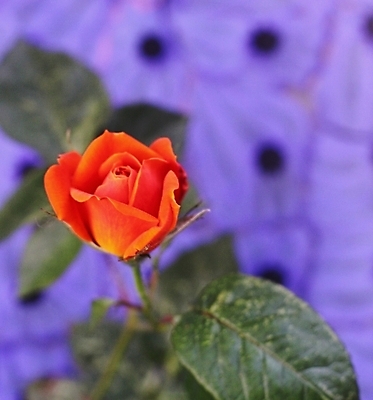 포토 JPG 해외이미지 식물 기념일 꽃잎 꽃 잎 꽃무늬 오렌지 자연 발렌타인데이 선물 사랑 사람없음 빨간색 초록색 여름 장미 정원 벚꽃 축하 생일 싱글 해외202004 해외포토 계절 감정 컬러 컨셉 무늬 과일 데이이벤트 이벤트 생태계 파일형식 이미지허브