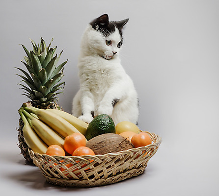 포토 JPG 해외이미지 동물 응시 오렌지 과일 털 흑백 사람없음 반려동물 바구니 고양이 파인애플 코코넛 해외202004 해외포토 시선 포유류 촬영기법 열대과일 파일형식 이미지허브
