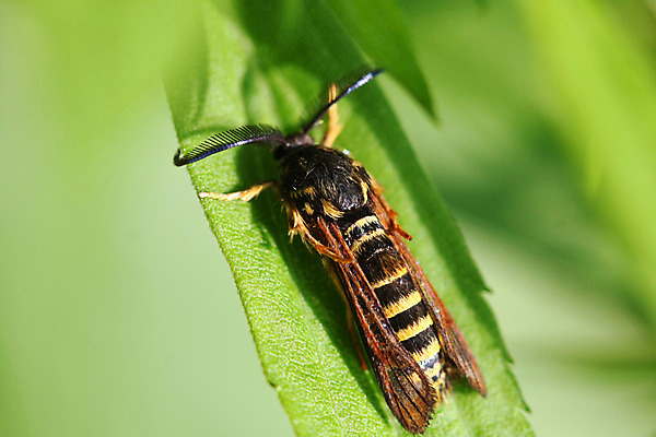포토 JPG 해외이미지 꽃잎 꽃 야생동물 분홍색 곤충 잎 절지류 자연 생물 안테나 사람없음 초록색 갈색 정원 검은색 봄 벚꽃 흰색 닫기 벌레 야간 큼 모피 묘사 스핑크스 나방 내추럴 이국적 해외202004 해외포토 자연요소 식물 동물 계절 컬러 통신 모션 이집트 크기 생태계 파일형식 이미지허브