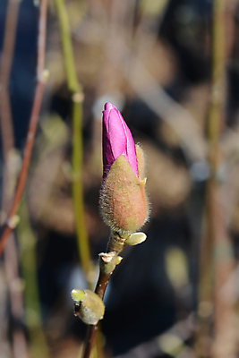 포토 JPG 해외이미지 나무 식물 꽃 분홍색 자연 사람없음 야외 초록색 정원 보라색 봄 나뭇가지 관목 잡종 해외202004 해외포토 계절 컬러 생태계 파일형식 이미지허브