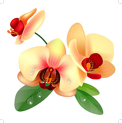 EPS 해외이미지 식물 꽃잎 꽃 줄기 분홍색 꽃다발 백그라운드 잎 꽃무늬 일러스트 자연 휴가 컵 빨간색 초록색 여름 노란색 정원 보라색 봄 벚꽃 흰색 나뭇가지 인사 신용카드 개화 난초 숲 오브젝트 그림 냄새 아로마 호접란 잡종 고립 이국적 해외202004 해외일러스트 나무 식기 계절 컬러 무늬 금융 예절 생태계 파일형식 벡터 이미지허브