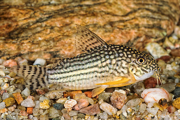 포토 JPG 해외이미지 동물 백그라운드 자연 주택 어류 사람없음 장식 초록색 물 반려동물 갈색 수중 고양이 신선 점 탱크 수족관 표범 민물 해외202004 해외포토 자연요소 컬러 포유류 건물 수중동물 생태계 파일형식 이미지허브