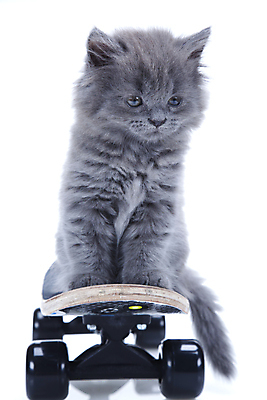 포토 JPG 해외이미지 동물 1 응시 백그라운드 영국 서기 앉기 사람없음 파란색 반려동물 갈색 고양이 줄무늬 펼침 회색 스케이트 흰색 표현 아기 스케이트보드 바퀴 달콤 작음 슛 부드러움 얼룩무늬 고립 해외202004 해외포토 시선 유럽 스포츠용품 컬러 무늬 포유류 모션 사람 보드_스포츠 감각 맛 크기 파일형식 이미지허브