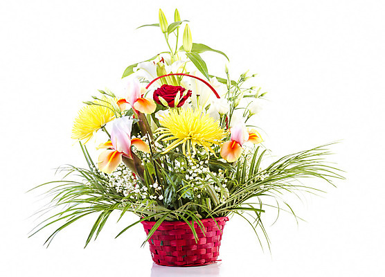 포토 JPG 해외이미지 꽃잎 꽃 분홍색 꽃다발 결혼 꽃무늬 텍스트 엄마 발렌타인데이 선물 사랑 사람없음 장식 빨간색 초록색 여름 컬러풀 바구니 봄 벚꽃 흰색 인사 신용카드 다발 데이지 고립 해외202004 해외포토 식물 계절 감정 컬러 무늬 가족 데이이벤트 이벤트 금융 예절 파일형식 이미지허브