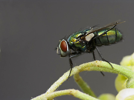 포토 JPG 해외이미지 유럽 야생동물 곤충 날개 자연 주택 사람없음 초록색 정원 벌레 질병 해외202004 해외포토 동물 나라 컬러 의학 건물 생태계 파일형식 이미지허브