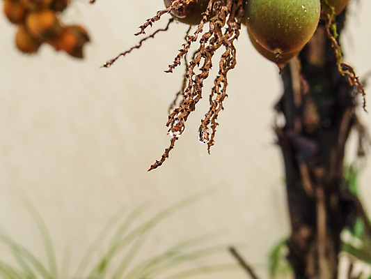 포토 JPG 해외이미지 나무 식물 백그라운드 잎 자연 날씨 손바닥 사람없음 야외 초록색 물 여름 빛 반사 정원 젖음 나뭇가지 신선 떨어짐 숲 이슬 묘사 내추럴 해외202004 해외포토 자연요소 손 계절 컬러 컨셉 생태계 파일형식 이미지허브