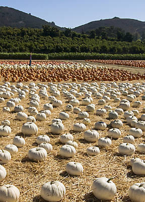 포토 JPG 해외이미지 계절 줄기 밭 오렌지 과일 부분 호박 사람없음 장식 초록색 농장 계곡 수확 가을 흰색 원형 볏짚 11월 다발 수집 언덕 박 스쿼시 10월 해외202004 해외포토 도형 식물 스포츠 컬러 농업 채소 구기 날짜 짚 파일형식 이미지허브