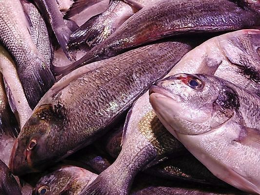 포토 JPG 해외이미지 동물 음식 바다 백그라운드 신체 낚시 건강 육류 어류 앉기 사람없음 옆모습 강 머리 줄무늬 흰색 신선 잡기 작음 트로피 해산물 오브젝트 눈금 꼬리 날것 육식동물 도미 지느러미 철조망 잉어 내추럴 고립 동물상 민물 베이스 짠맛 해외202004 해외포토 뷰포인트 컬러 무늬 식재료 모션 현악기 레저 신체부위 조형물 수중동물 맛 크기 상_우승 파일형식 이미지허브