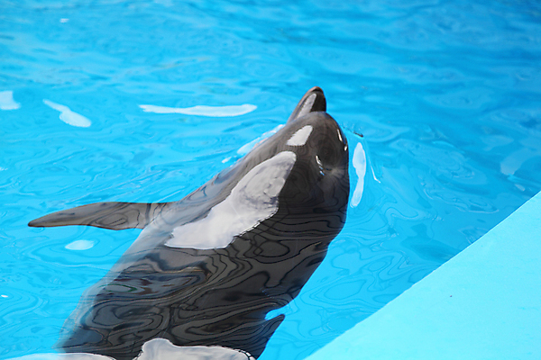 포토 JPG 해외이미지 동물 1 행복 별 야생동물 스포츠 바다 컨셉 2 포유류 학교 자연 아이디어 프레임 어류 미소 웃음 사람 사람없음 가로 물 여름 파란색 반려동물 얼음 수중 힘 기쁨 회색 자유 시간 오픈 돌고래 지느러미 대야 해외202004 해외포토 자연요소 계절 교육 감정 컬러 표정 수중동물 생태계 파일형식 이미지허브