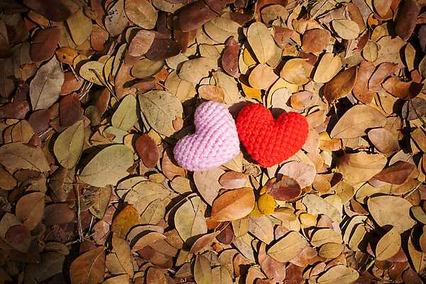 포토 JPG 해외이미지 모양 나무 식물 계절 행복 감정 분홍색 잎 겨울 날씨 건조 발렌타인데이 그림자 사랑 미술 사람없음 야외 빨간색 빛 쌓기 기쁨 추위 수확 가을 하트 변화 공예 복고 필터 핸드메이드 해외202004 해외포토 컬러 컨셉 농업 모션 데이이벤트 문화예술 취미 파일형식 이미지허브