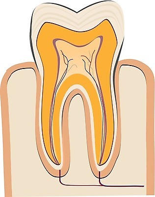 EPS 해외이미지 디자인 백그라운드 신체 일러스트 해부 새로움 건강 치과 사람 치료 약 흰색 구멍 치아 만화 심볼 오브젝트 부식 싱글 치과의사 생물학 심플 뿌리 그라인더 틀니 고립 미백 썩음 잇몸 치유 해외202004 해외일러스트 교육 컬러 컨셉 의학 병원 의사 소화기관 커피용품 파일형식 벡터 이미지허브