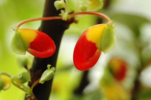 포토 JPG 해외이미지 공원 꽃 줄기 아프리카 자연 사람없음 야외 빨간색 초록색 여름 노란색 환경 정원 봄 활발 성장 신선 관목 특별함 해외202004 해외포토 나무 식물 계절 공공시설 나라 컬러 컨셉 생태계 파일형식 이미지허브