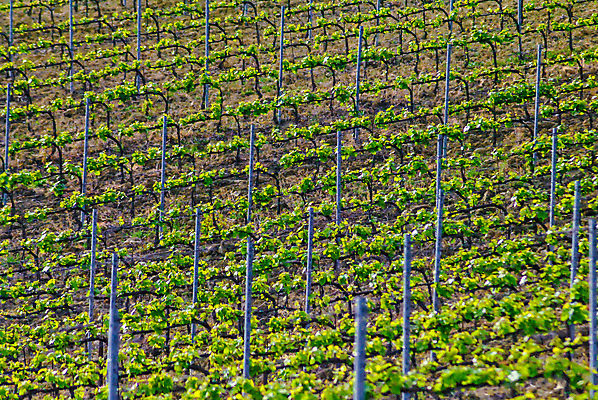 포토 JPG 해외이미지 식물 계절 유럽 여행 밭 농업 자연 포도 풍경 사람없음 야외 가로 초록색 여름 농장 와인 봄 이탈리아 수확 시골 땅 언덕 포도밭 포도나무 남쪽 산기슭 밭일 양조장 토스카나 해외202004 해외포토 나라 산업 컬러 과일 산 주류 과일나무 방향 생태계 파일형식 이미지허브