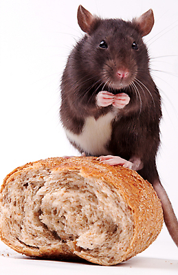 포토 JPG 해외이미지 동물 응시 빵 포유류 수염 털 사람없음 반려동물 갈색 회색 흰색 쥐 설치류 수줍음 심볼 호기심 흰배경 코 꼬리 귀 솜털 고립 해외202004 해외포토 시선 감정 음식 컬러 백그라운드 컨셉 신체부위 파일형식 이미지허브