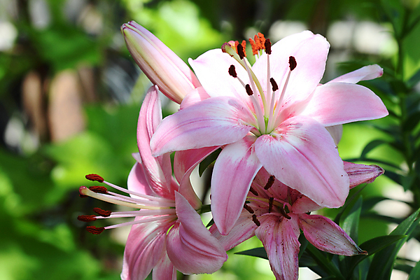 포토 JPG 해외이미지 식물 꽃잎 꽃 자연 사람없음 빨간색 초록색 노란색 정원 화단 해외202004 해외포토 컬러 생태계 파일형식 이미지허브