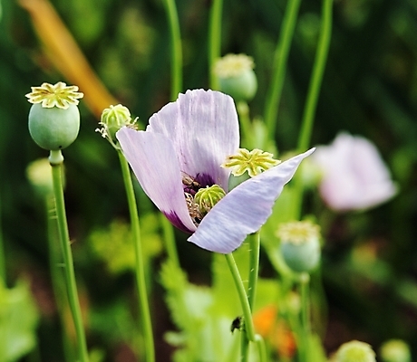 포토 JPG 해외이미지 나무 꽃잎 꽃 분홍색 꽃다발 잎 자연 날씨 건조 풍경 사람없음 초록색 봄 제비꽃 라일락 생태학 해외202004 해외포토 식물 계절 교육 컬러 생태계 파일형식 이미지허브