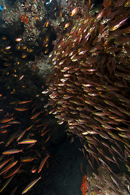 포토 JPG 해외이미지 식물 동물 모래 바다 백그라운드 자연 표면 어류 풍경 사람없음 물 파란색 컬러풀 햇빛 태양 바닷속 수중 광선 산호 아래 장면 암초 깊이 소금물 이국적 침몰 파라다이스 해외202004 해외포토 자연요소 컬러 수중동물 자포동물 방향 생태계 위치 파일형식 이미지허브