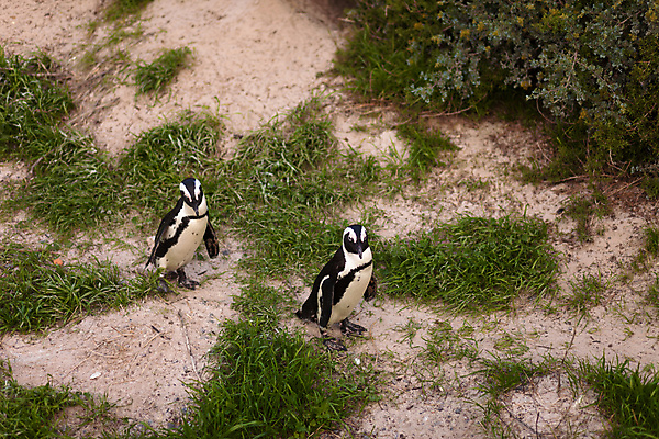 포토 JPG 해외이미지 동물 행복 길 야생동물 모래 바다 2 모션 아프리카 자연 종류 정장 턱시도 사람없음 야외 초록색 여름 걷기 검은색 산책 흰색 만 행운 망토 펭귄 타운 멸종 남쪽 남아프리카 무료 서쪽 해외202004 해외포토 옷 계절 감정 나라 컬러 컨셉 조류 휴식 도시 방향 생태계 파일형식 이미지허브
