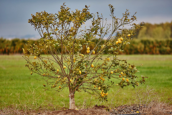 포토 JPG 해외이미지 나무 식물 선 음식 백그라운드 잎 농업 오렌지 과일 자연 귤 건강 사람없음 야외 초록색 농장 환경 정원 맑음 놀람 주스 봄 수확 성장 신선 최고 달콤 숲 큼 과수원 지중해 레몬 유기농 치수 내추럴 숙성 이스라엘 많음 해외202004 해외포토 웰빙 계절 감정 산업 음료 바다 컬러 컨셉 날씨 표정 맛 크기 생태계 서아시아 파일형식 이미지허브