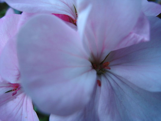 포토 JPG 해외이미지 식물 동물 열매 꽃 분홍색 곤충 과일 자연 사람없음 빨간색 초록색 여름 파란색 노란색 보라색 봄 체리 해외202004 해외포토 계절 컬러 생태계 파일형식 이미지허브