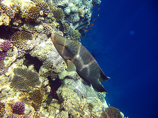 포토 JPG 해외이미지 바다 자연 휴가 휴식 바닥 이집트 어류 사람없음 빨간색 물 수중 스노클링 산호 암초 깊이 이국적 해외202004 해외포토 자연요소 컬러 컨셉 아프리카 수중동물 수상스포츠 자포동물 생태계 파일형식 이미지허브