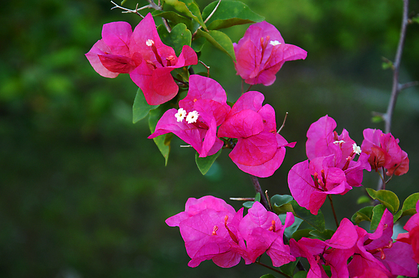포토 JPG 해외이미지 식물 꽃잎 꽃 종이 백그라운드 잎 꽃무늬 자연 추상 사랑 사람없음 장식 빨간색 컬러풀 정원 보라색 침묵 봄 벚꽃 흰색 신선 화려 개화 묘사 슛 라일락 해외202004 해외포토 계절 감정 컬러 컨셉 무늬 소리 생태계 파일형식 이미지허브