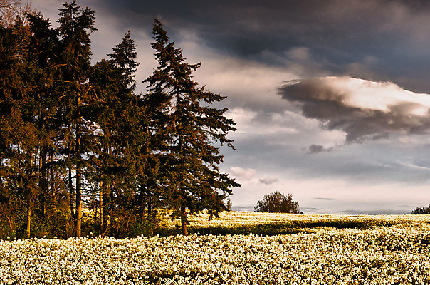 포토 JPG 해외이미지 나무 식물 구름 계절 꽃 밭 농업 자연 하늘 영국 잉글랜드 풍경 사람없음 목재 초록색 여름 파란색 빛 농작물 농장 노란색 봄 시골 소나무 저녁 5월 장면 삼림지대 해외202004 해외포토 자연요소 유럽 산업 컬러 재료 날짜 야간 숲 생태계 파일형식 이미지허브